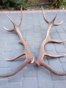 Zrzuty jelenia, para 