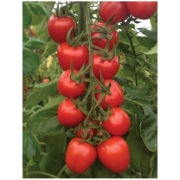 Pomidor Red Heart F1 - Nasiona Holenderskie