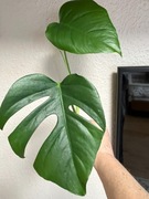 Monstera Deliciosa  Sierrana - ukorzeniony SZCZYT