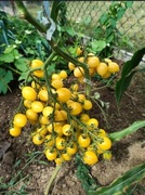 nasiona pomidora BARRY'S CRAZY CHERRY- karma dla ryb