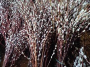 Bazie kotki palma wielkanocna 