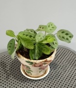 Maranta light veins i lemon lime