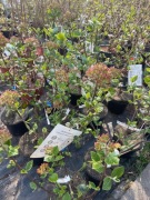 Kalina eskimo angielska Annę Russel Diana itp