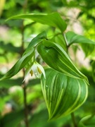 Parnik / Disporum smilacinum Kino Tsukasa