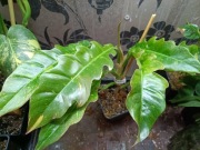 philodendron ring of fire-duży cięty szczyt