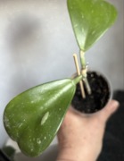 Hoya kerrii splash- sadzonka