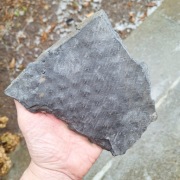 Skamieniałość duży odcisk Stigmaria ficoides Lepidodendron 