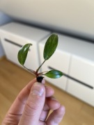 Philodendron Strawberry Shake