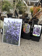 Wisteria (Glicynia)sinensis Amethyst
