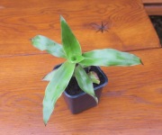 Roślina Złoty wąs Callisia Fragrans + gratisy