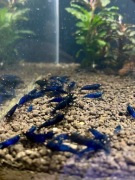 Royal Blue Tiger OE PREMIUM Caridina