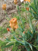 Irys-Orange king -kłącze