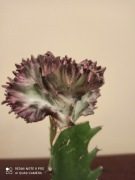 Euphorbia lactea 'Cristata'