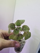 Fiołek afrykański kentucky Rambler 