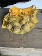 Ziemniaki Gala/Denar 5 kg