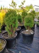 TUJA Teddy POLECAM!!!