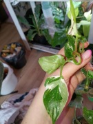 philodendron white princess-cięty szczyt