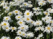 Złocień wielki 'Zygmunt Hellwig' - C1,5