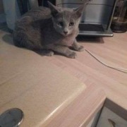 Kocurek rosyjski niebieski do odbioru, rodowód FPL