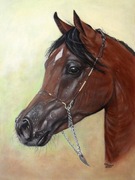 Koń arabski - obraz olejny na płótnie - ręcznie malowany - 30x40 cm