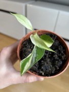 Rhaphidophora Tetrasperma / Monstera Minima Variegata