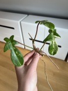 Philodendron Florida Beauty