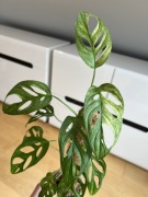 Monstera adansonii Variegata
