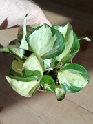 Epipremnum Happy Leaf - sadzonka ukorzeniona