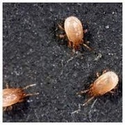 Hypoaspis miles, pogromca roztoczy, zwierzęta terrariowe, owady, skoczki