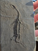 Szkielet Dinozaura - Prawdziwa Skamielina Nie replika! Keichousaurus Hui