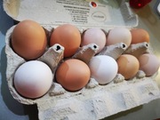 Jaja lęgowe Leghorn, Rosa 20 szt. 