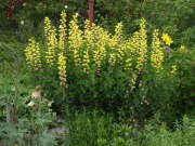 Baptisia Carolina Moonlight Baptysja karolina 20 nasion