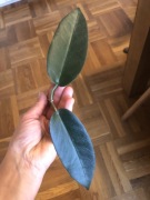 Hoya Archboldiana hoja