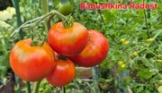 Pomidor Babushkina Radost - 10 nasion kolekcjonerskich - HIT ! 