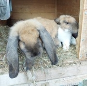 Królik Baran francuski Madagaskarowy