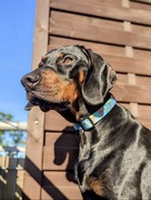 Obroża zatrzaskową/półzaciskowa taśma 3,7