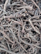 Korzeń mniszek 1000 g 1  kg 