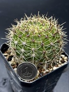 kaktus Echinopsis hybryd 1-2017