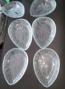 Jeż morski Ząbkowice Drost 1 + 6 pólmiski śledziówki