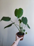 Monstera deliciosa - roślina doniczkowa