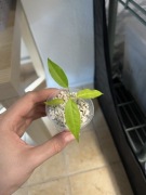 hoya papaschonii | hoja