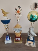 Puchary z lotów gołębi. Zadbane polecam