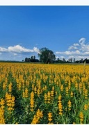 Ostatnie kilogramy Łubin żółty szerokolistny mister na poplon 10kg