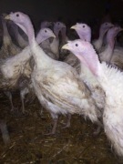 Indyki żywe lub tuszki