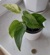 Epipremnum marble queen 