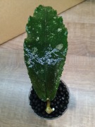 Hoya Undulata Black