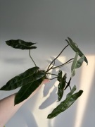 Philodendron atabapoense x billietiae filodendron