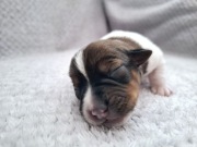 DANTE Jack Russell Terrier