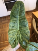 Philodendron Paraiso Verde