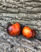 ANTHO STRIPED     Pomidor Kolekcjonerski 